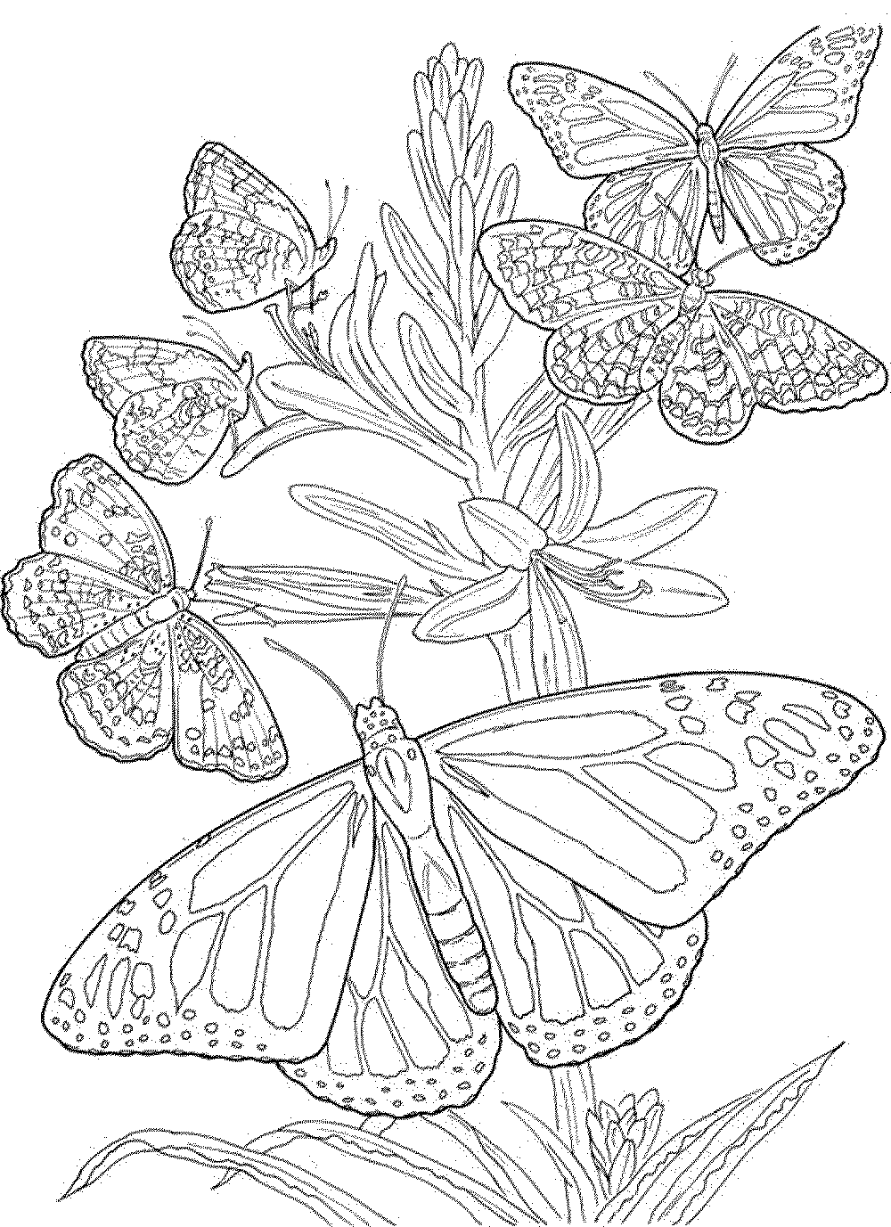 butterfly-coloring-pages-for-adults-free-printable | | BestAppsForKids.com
