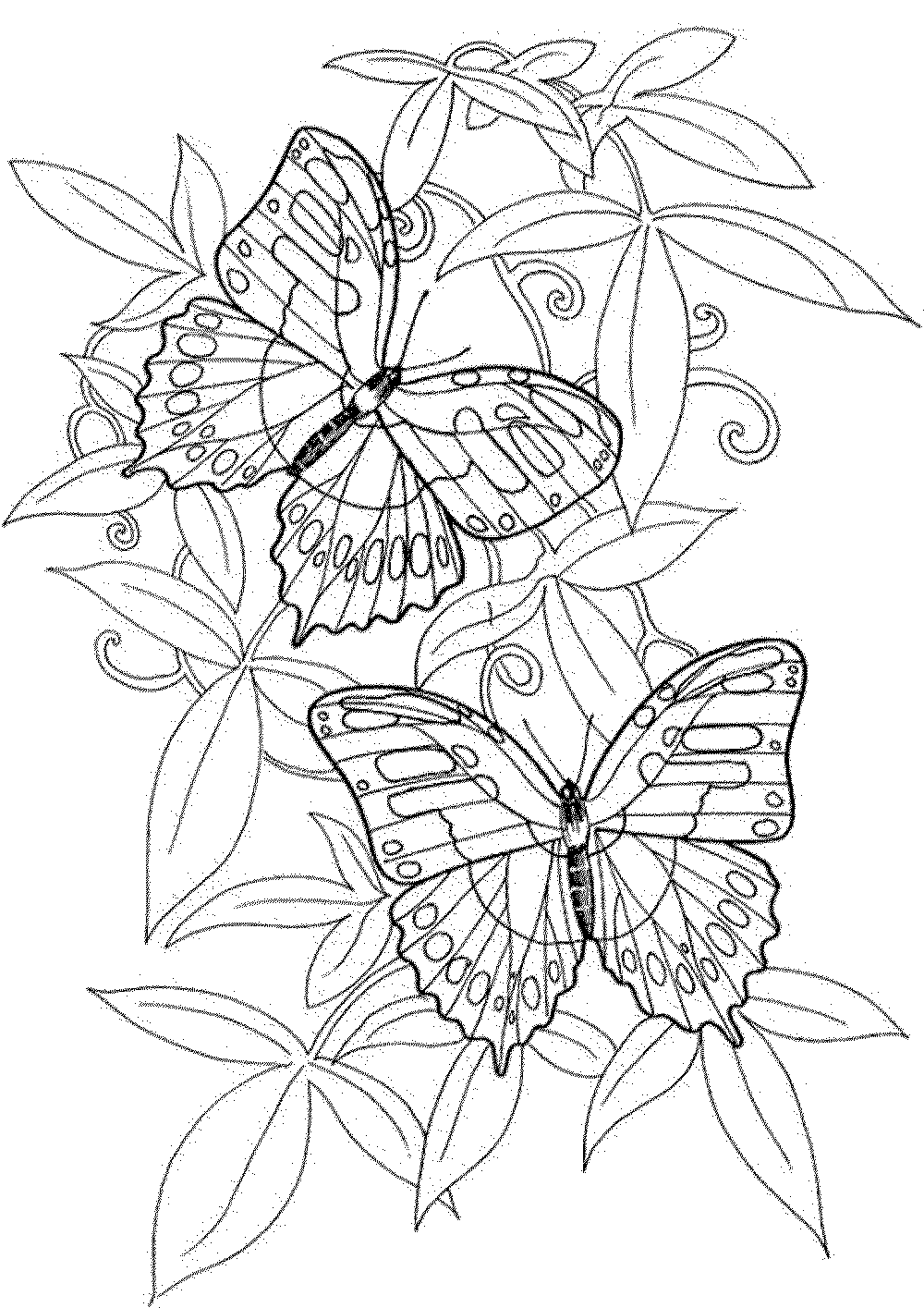 Butterfly coloring pages for adults BestAppsForKids