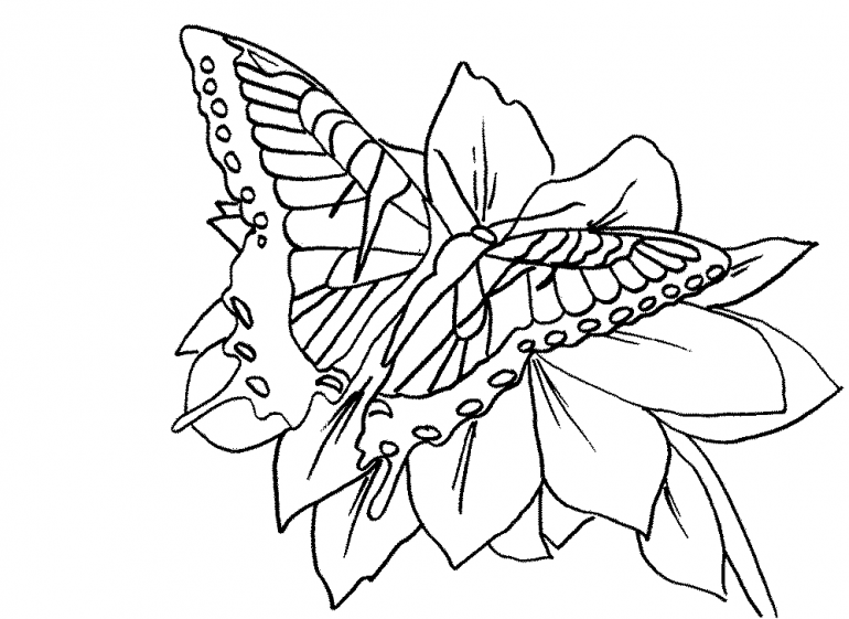 the special characteristic of the coloring pages for adults