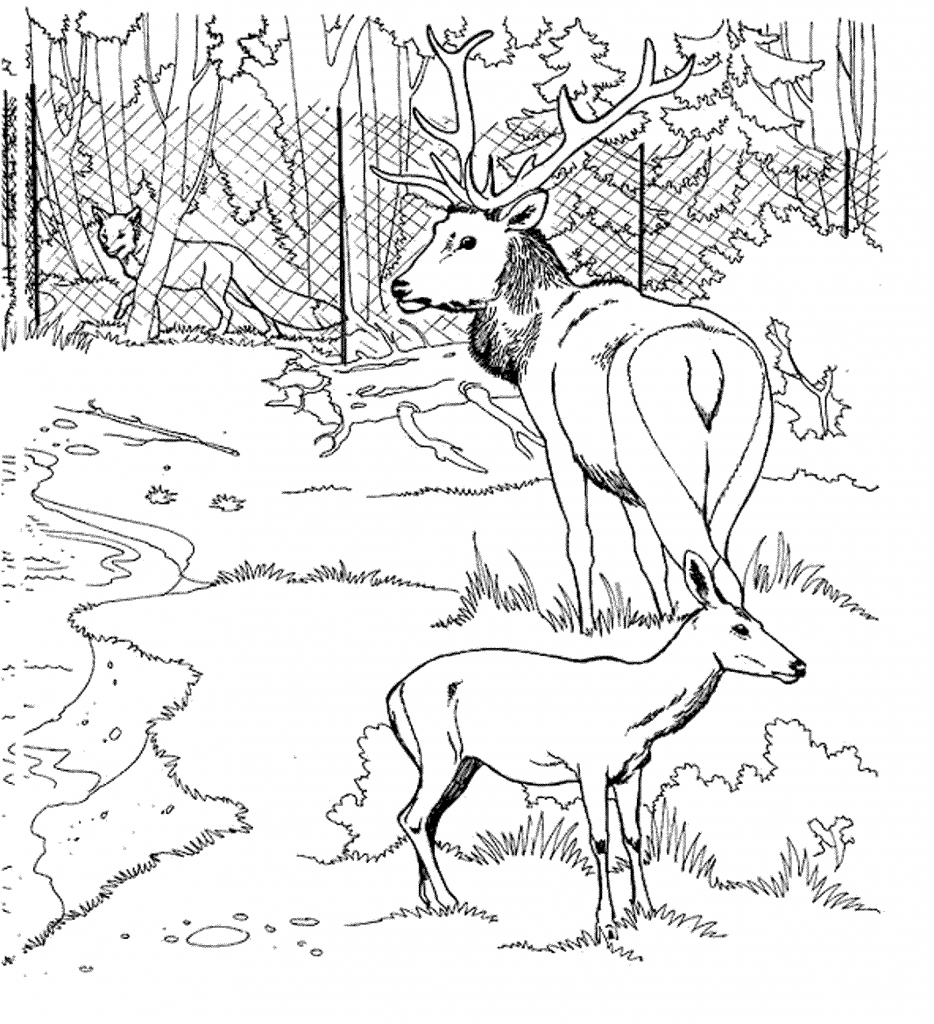 Print & Download - Deer Coloring Pages for Totally Enjoyable Leisure ...