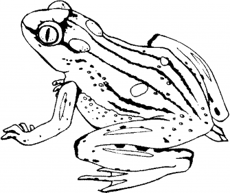 Print & Download - Frog Coloring Pages Theme for Kids