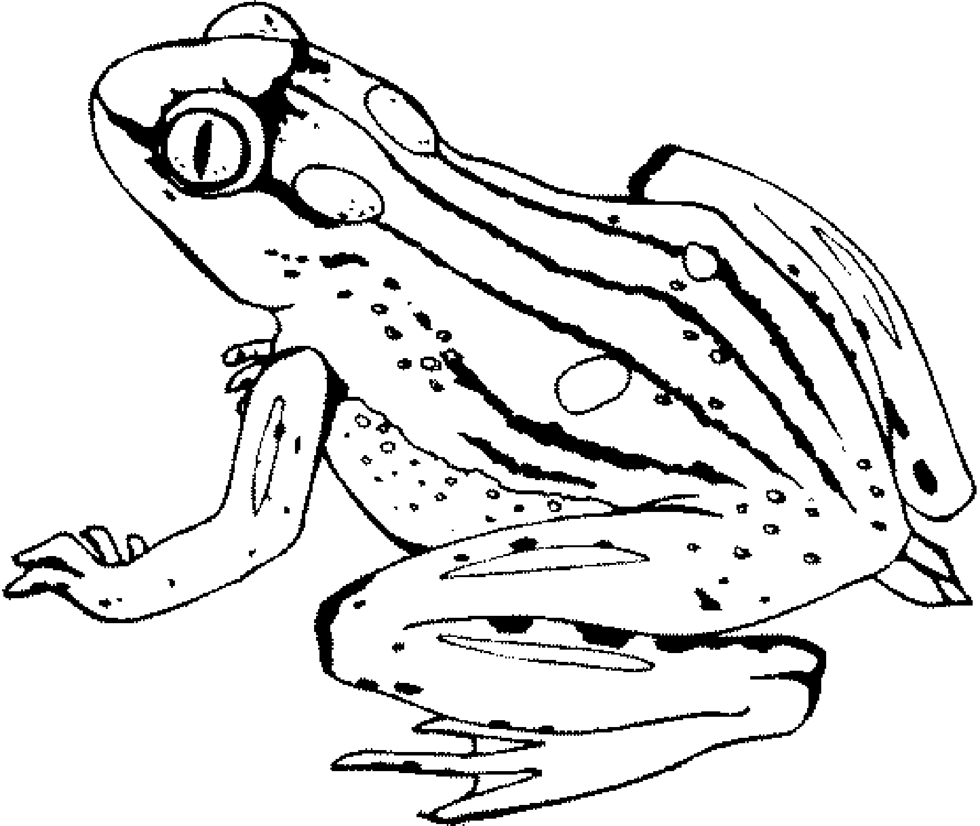 Лягушка Голиаф раскраска