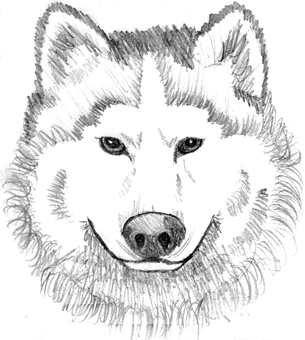printable-realistic-head-wolf-coloring-pages | | BestAppsForKids.com