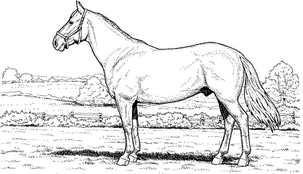 Download Fun Horse Coloring Pages for Your Kids Printable