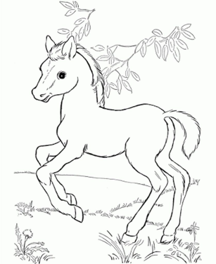 Download baby-horse-coloring-pages | | BestAppsForKids.com