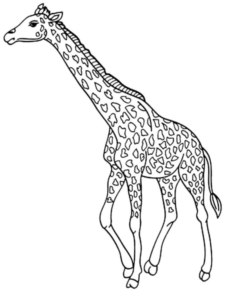 Print & Download   Giraffe Coloring Pages for Kids to Have Fun
