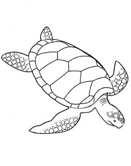 Print & Download - Turtle Coloring Pages as the Educational Tool