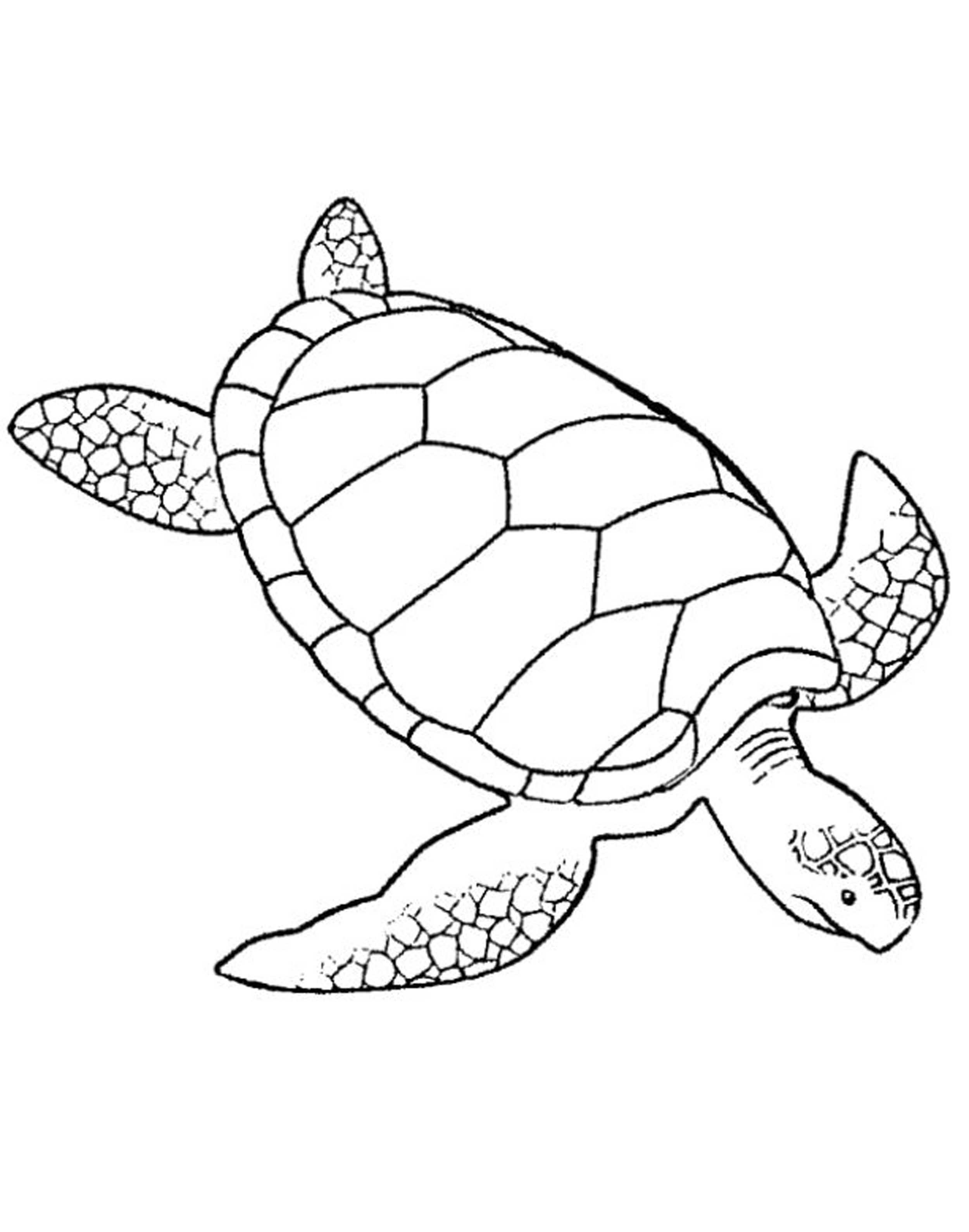 Print & Download - Turtle Coloring Pages as the Educational Tool