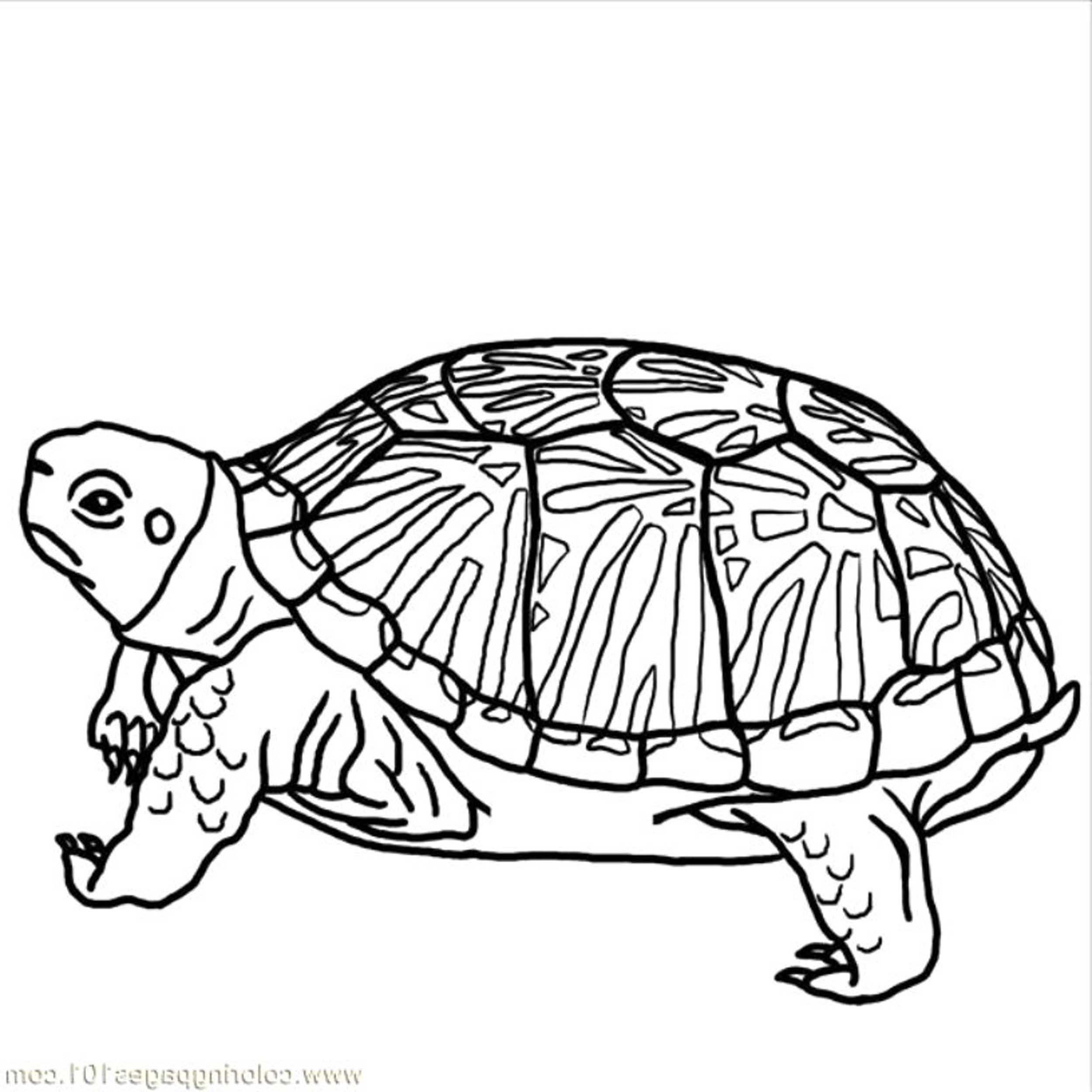 Print & Download - Turtle Coloring Pages as the ...
