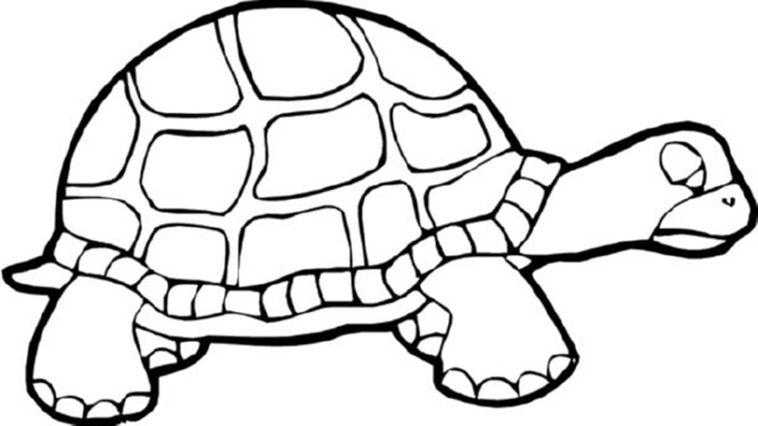Print Download Turtle Coloring Pages as the