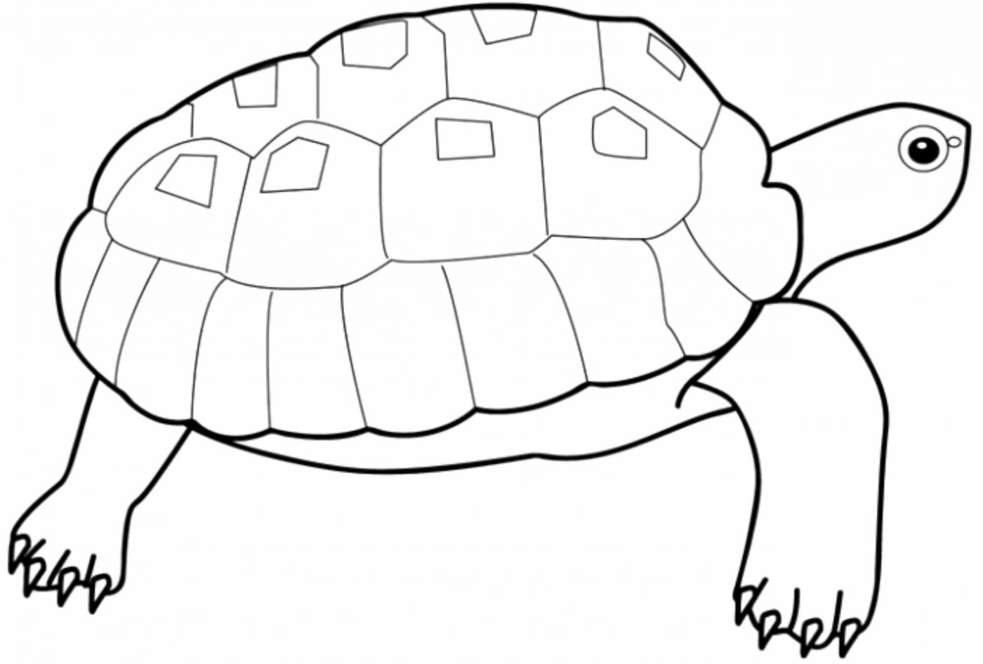 Print & Download - Turtle Coloring Pages as the Educational Tool