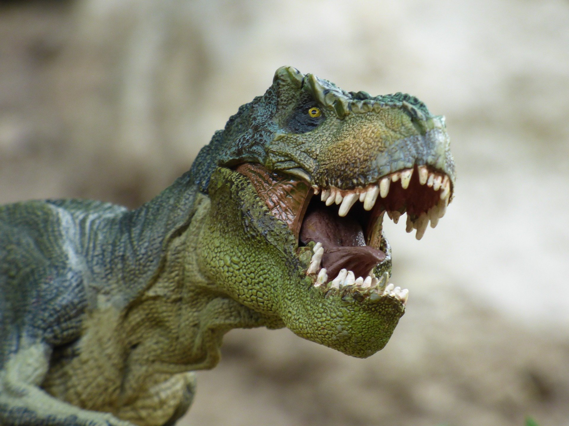 Closeup of T-rex toy figurine